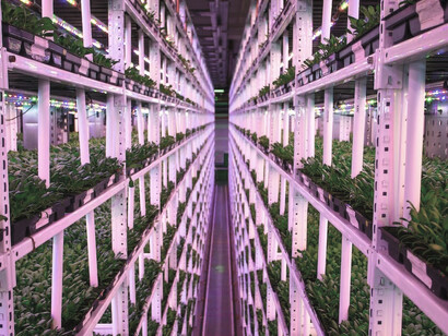 In a generously sized room teeming with greenery, spinach flourishes on a vertical urban farm
