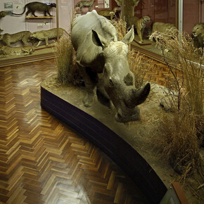 Mammals, exhibition view. Courtesy of National Museum Bloemfontein