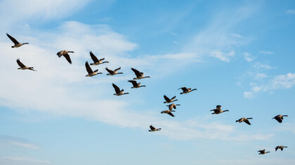 Uccelli in volo
