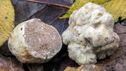 Il tartufo italiano è considerato un'eccellenza gastronomica mondiale, apprezzato per il suo aroma intenso e inconfondibile