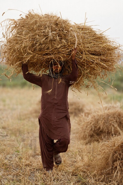 An adult farmer crosses a dry field with a heavy bundle of harvested hay balanced on his shoulders