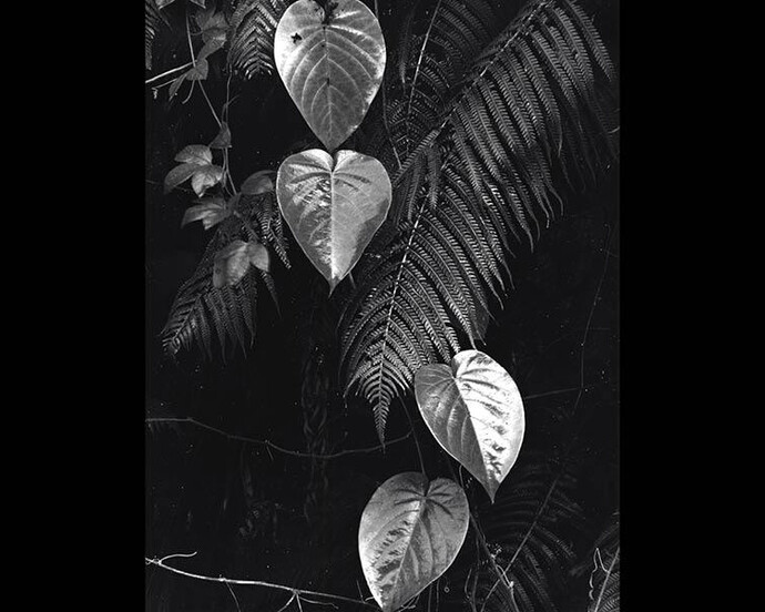 Brett Weston. Courtesy of Cleveland Museum of Art