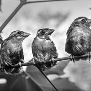 Birds on the Wire. Courtesy of Oregon Historical Society