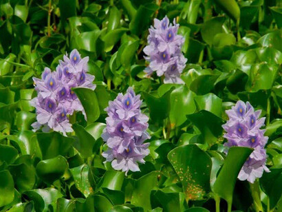 Camalotes, usadas como plantas medicinales, fertilizantes de suelos y decorativas
