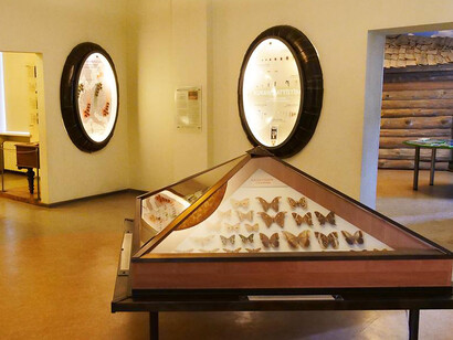 The world of insects, exhibition view. Courtesy of the Latvian National Museum of Natural History