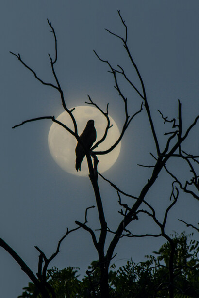 Pájaro de oscuro plumaje con la luna llena detrás