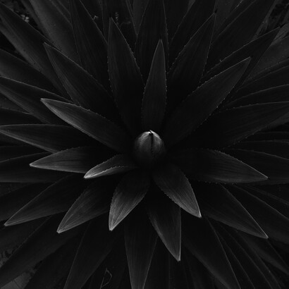 Agave Series, The Waste Land di T.S. Eliot e il Sole di Sicilia, Palermo 2000 @ Giovanni Battista Maria Falcone – Bagheria, Italy
