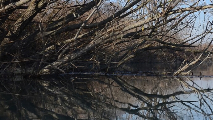 Pedro Vaz, Segunda Natureza, 2017, still da video. Doppia proiezione video, (2x) 1080x1440px, 4/3, loop. Doppia struttura di proiezione, (2x) 120x160x70cm. Legno, tela per proiezione.
