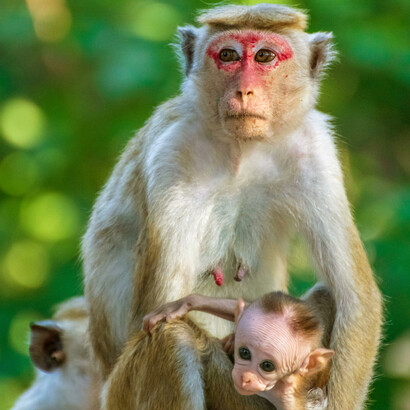 Descubra como comportamentos como luto, empatia e violência aproximam humanos e animais em suas interações sociais