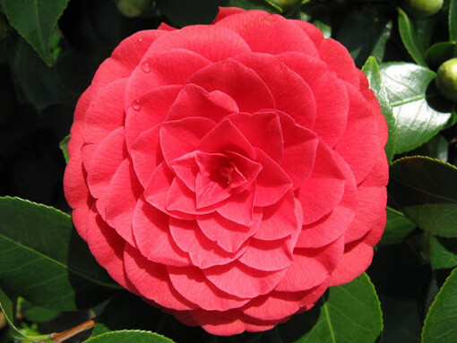 Her form of narrative comes rather instinctively