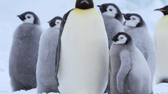 Emperor Chick © John Aitchison