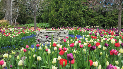 En el mundo moderno vivimos rodeados de luz artificial y, a menudo, nuestro reloj interno se siente confundido. Los centros cerebrales que regulan el sueño pueden creer que es de día a las tres de la mañana