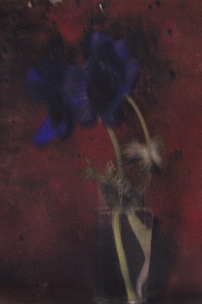 Sarah Moon, Deux anémones, 2014, Tirage charbon couleur, courtesy of Sarah Moon