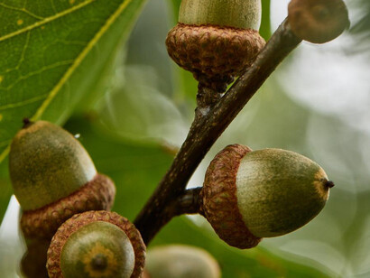 Acercamiento a unas semillas de roble todavía inmaduras
