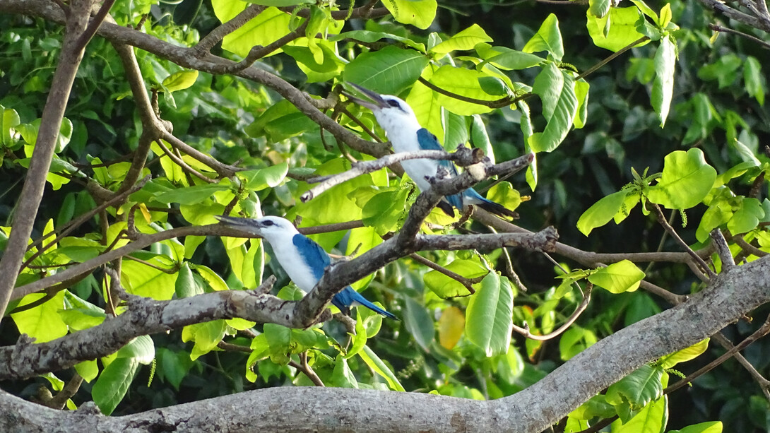 Beach Kingfishers, New Britain © Phil Gregory