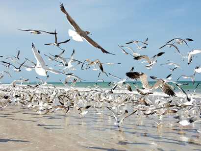 Colonie di uccelli marini lungo la costa dell' oceano indiano. Foto di Andrea Baschieri
