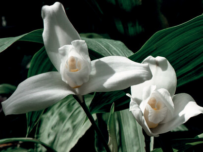 The White Nun-the National Flower of Guatemala, ph. Fredy Archila
