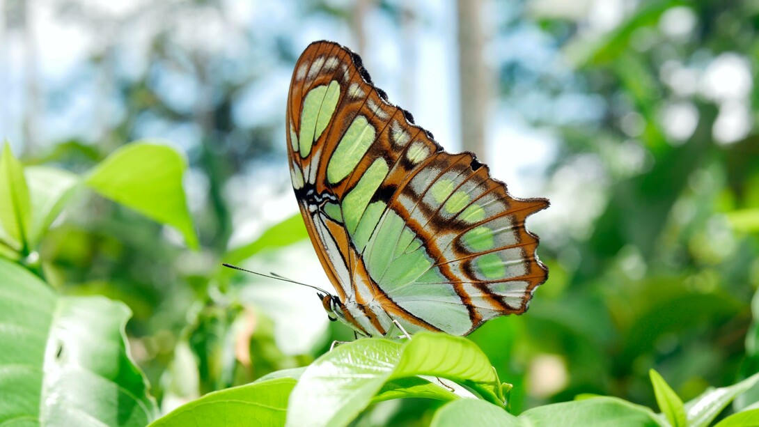 La globalizzazione ha obliterato la nostra mente e non vediamo più la natura come parte di noi stessi