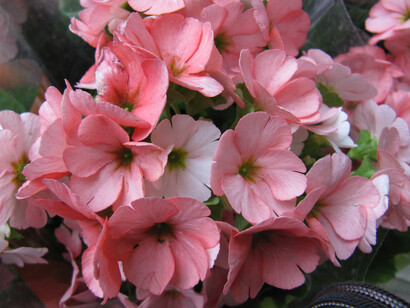 Primula (cultivar)