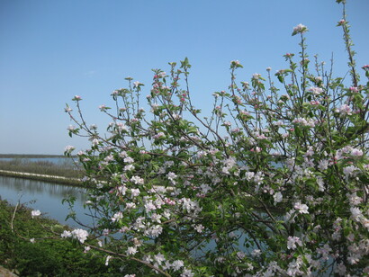 Cakile maritima Scop., Ravastrello di mare sul litorale veneto