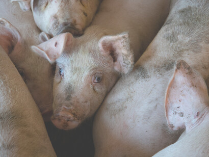 La peste suina africana. La P.S.A. (Peste Suina Africana) è una malattia infettiva altamente contagiosa in patologia suinicola, coinvolge suini e cinghiali