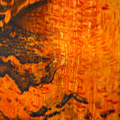 El legado de Rodríguez Sibaja