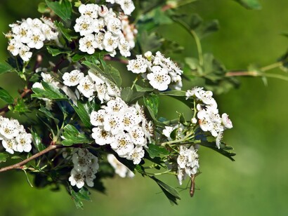 Fiori di biancospino