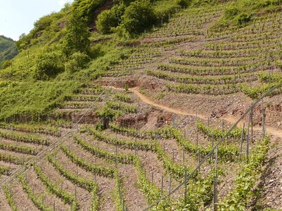 Steep slope wine-growing vineyards in Rhône, France