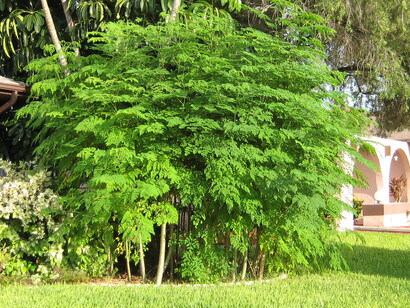 El nebedaye, el árbol de la vida