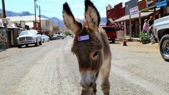 The burros in Oatman are the descendants of the pack animals that carried gold and equipment into and out of the mines
