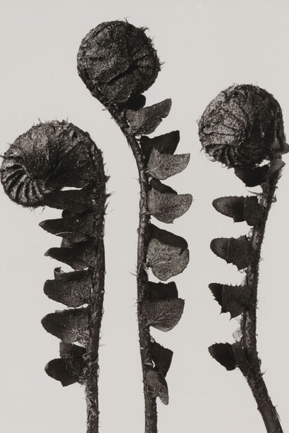 Karl Blossfeldt, Urformen der Kunst, 1928, Courtesy The Walther Collection and Karl Blossfeldt Archiv / Ann und Jürgen Wilde
