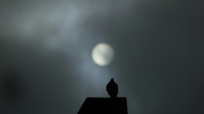 Le parecía que exageraba; se preguntaba si, lejos del arranque de creatividad, se encontraría, fresca, en las mismas condiciones de contemplarse armoniosa y deslumbrante