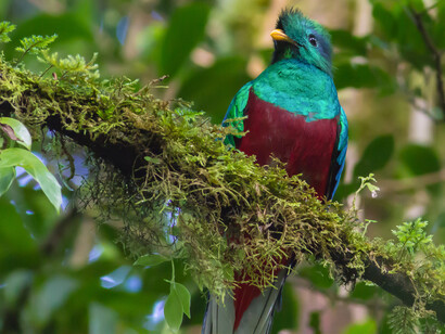 Quetzal. Foto Danny Breg