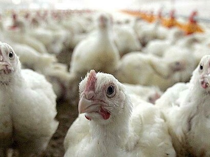 Chicks