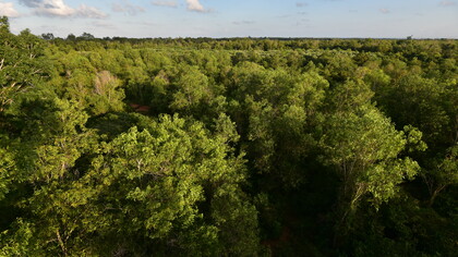 Part of the forests regenerated by Auroville's residents © Ashish Kothari