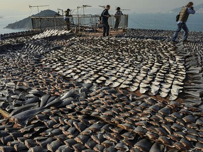 Shark fins