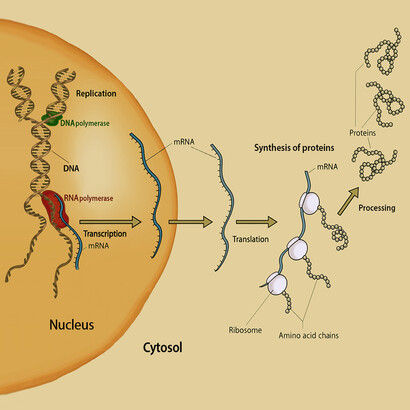 Schematic representation of the main functions of DNA in Eukaryotes: self-replication and transcription. Both these processes require many proteins. DNA transcription is the first step of the process that conducts to the synthesis of all RNAs and proteins. DNA replication involves – among others – the need of the following proteins: DNA ligase, DNA primase, topoisomerase, helicase, and 7 different families of DNA polymerase. Here it is shown (in green) as example a single DNA polymerase (Pol δ). DNA transcription also involves many different protein complexes (around one hundred of subunits in total), including 3 types of RNA polymerase, assisted by 6 general transcription factors; several additional proteins, known as activators and repressors, and, often, associated with coactivators or corepressors; different classes of elongation factors; a set of protein factors required for various types of RNA processing during the elongation phase; and some specific transcription termination factors. In this schematic drawing, is represented (in red) as example a single RNA polymerase III.
