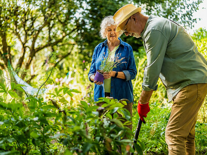 Happy senior couple working in a lush garden, demonstrating healthy aging through outdoor activity and shared hobbies
