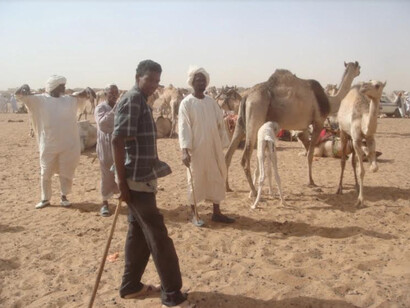 Omdurman, camel market, Khartum, Sudan