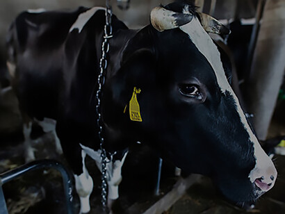 Cattle farm animals try to live in chains