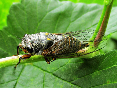 Cicada sobre una hoja. Existen múltiples mitos sobre las cigarras