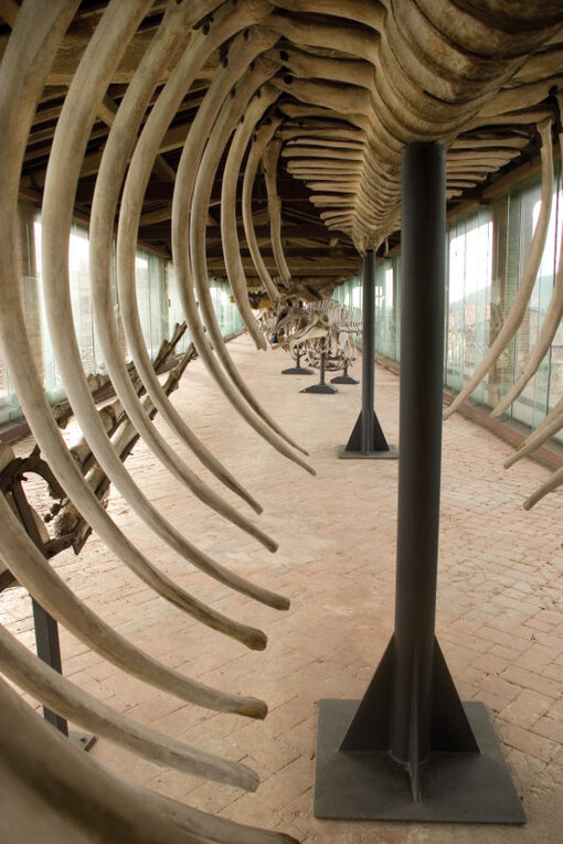 Cetaceans gallery. Courtesy of Museo di Storia Naturale