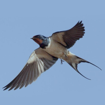 Golondrina en vuelo: las ondas de sus movimientos son acordes con la velocidad del aire y nos dejan una metáfora de profunda libertad