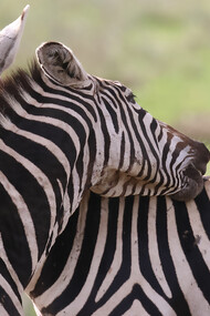 Plains Zebra, Nairobi National Park (c) Gehan de Silva Wijeyeratne
