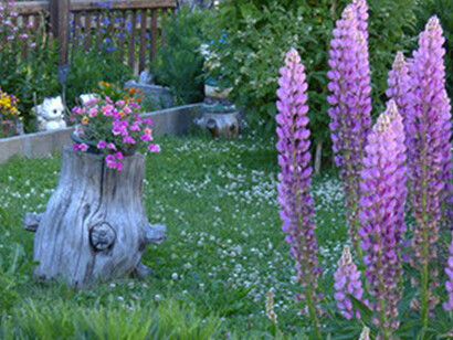 Lupini rosa nell’orto