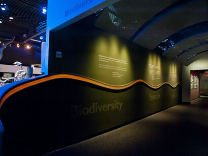 Florida Fossils. Courtesy of Florida Museum of Natural History