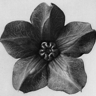 Blossfeldt, Karl. Cobea Scanden