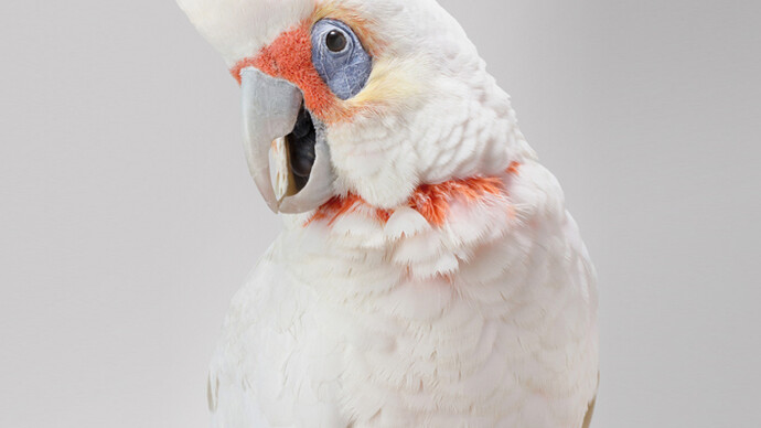Leila Jeffreys 'Bob' Long-Billed Corella, 2012, Photograph on archival fibre based cotton rag paper, Ed 6, 140 x 111 cm or Ed. 50 91 x 72 cm