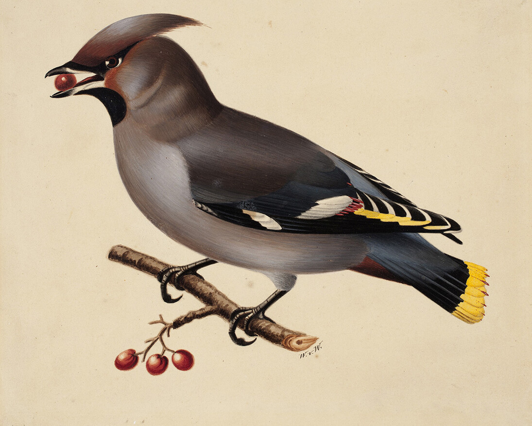 Wilhelm von Wright: Bohemian Waxwing, 1829. Finnish National Gallery / Ateneum Art Museum, coll. Antell. Photo: Finnish National Gallery / Tero Suvilammi