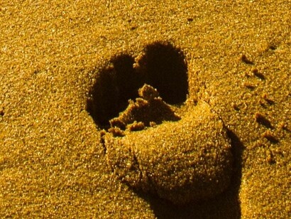 Poco sapiens hemos sido hasta ahora